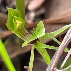 Chiloglottis chlorantha at Ulladulla, NSW - suppressed