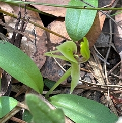 Chiloglottis chlorantha at Ulladulla, NSW - suppressed