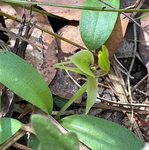 Chiloglottis chlorantha at Ulladulla, NSW - suppressed