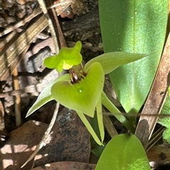 Chiloglottis chlorantha at Ulladulla, NSW - suppressed