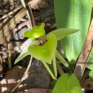 Chiloglottis chlorantha at Ulladulla, NSW - suppressed