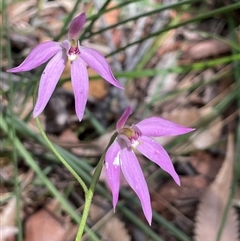 Caladenia hillmanii (Purple Heart Orchid) at Ulladulla, NSW - 26 Sep 2025 by Clarel