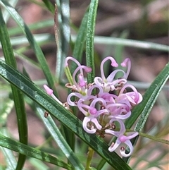 Grevillea patulifolia at Ulladulla, NSW - 26 Sep 2025 by Clarel