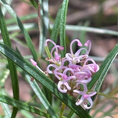 Grevillea patulifolia at Ulladulla, NSW - 26 Sep 2025 by Clarel