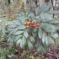 Synoum glandulosum subsp. glandulosum (Scentless Rosewood) at Narrawallee, NSW - 26 Sep 2025 by Clarel