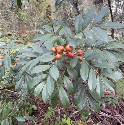 Synoum glandulosum subsp. glandulosum (Scentless Rosewood) at Narrawallee, NSW - 26 Sep 2025 by Clarel