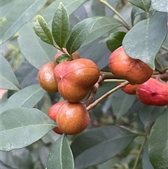 Synoum glandulosum subsp. glandulosum at Narrawallee, NSW - 26 Sep 2025 05:26 PM
