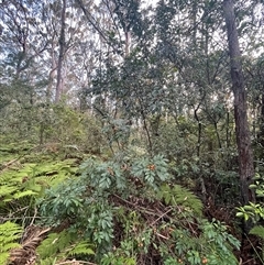 Synoum glandulosum subsp. glandulosum at Narrawallee, NSW - 26 Sep 2025 05:26 PM