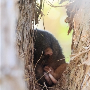 Pseudocheirus peregrinus (Common Ringtail Possum) at Saint Lucia, QLD - 26 Sep 2025 by DAdeGroot