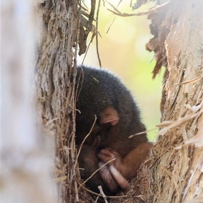 Pseudocheirus peregrinus (Common Ringtail Possum) at Saint Lucia, QLD - 26 Sep 2025 by DAdeGroot