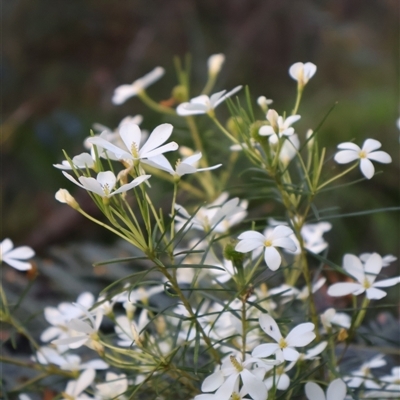Ricinocarpos pinifolius (wedding bush) at Narrawallee, NSW - 26 Sep 2025 by Clarel