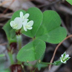 Trifolium repens at Wodonga, VIC - 26 Sep 2025 by KylieWaldon
