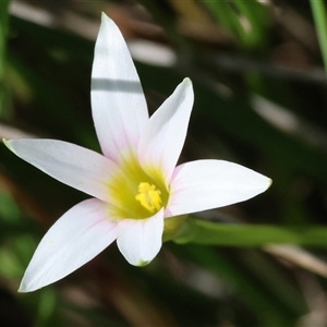 Romulea rosea var. australis at Wodonga, VIC - 26 Sep 2025 by KylieWaldon