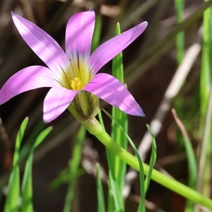Romulea rosea var. australis (Onion Grass) at Wodonga, VIC - 26 Sep 2025 by KylieWaldon