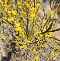 Acacia dawsonii (Dawson's Wattle) at Binjura, NSW - 26 Sep 2025 by JediNME