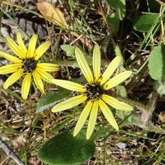 Arctotheca calendula (Capeweed, Cape Dandelion) at Wodonga, VIC - 26 Sep 2025 by KylieWaldon