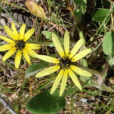Arctotheca calendula (Capeweed, Cape Dandelion) at Wodonga, VIC - 26 Sep 2025 by KylieWaldon