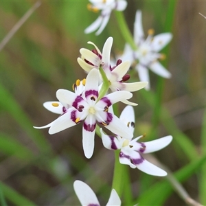 Wurmbea dioica subsp. dioica (Early Nancy) at Wodonga, VIC - 26 Sep 2025 by KylieWaldon
