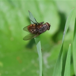 Calliphora stygia (Brown blowfly or Brown bomber) at Wodonga, VIC - 26 Sep 2025 by KylieWaldon