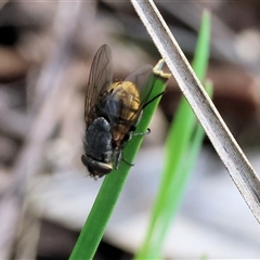 Calliphora stygia at Wodonga, VIC - 26 Sep 2025 02:12 PM
