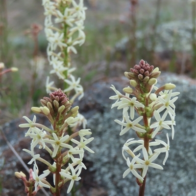 Stackhousia monogyna (Creamy Candles) at Coombs, ACT - 21 Sep 2025 by RobParnell