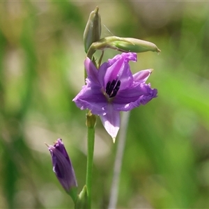 Arthropodium fimbriatum at Wodonga, VIC - 26 Sep 2025 by KylieWaldon