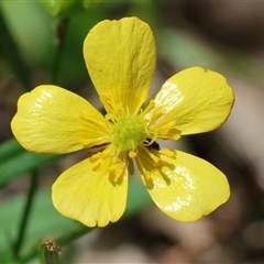 Ranunculus sp. at Wodonga, VIC - 26 Sep 2025 by KylieWaldon