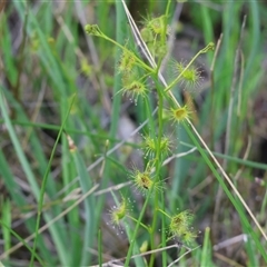 Drosera (genus) at Wodonga, VIC - 26 Sep 2025 by KylieWaldon