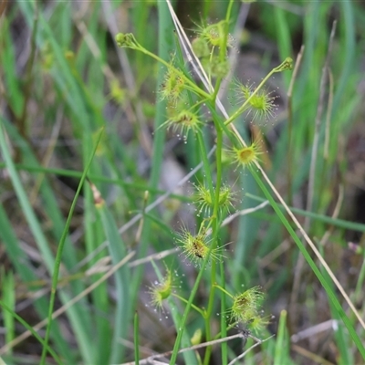 Drosera (genus) at Wodonga, VIC - 26 Sep 2025 by KylieWaldon