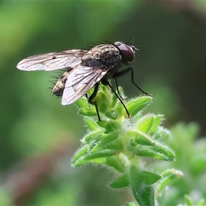 Helina sp. (genus) (Muscid fly) at Wodonga, VIC - 26 Sep 2025 by KylieWaldon