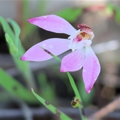 Caladenia fuscata (Dusky Fingers) at Wodonga, VIC - 26 Sep 2025 by KylieWaldon
