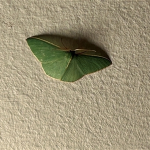 Chlorocoma (genus) (Emerald moth) at Gowrie, ACT - 26 Sep 2025 by BruceG