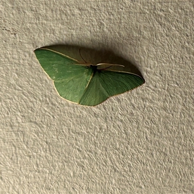 Chlorocoma (genus) (Emerald moth) at Gowrie, ACT - 26 Sep 2025 by BruceG