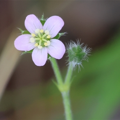 Geranium (genus) at Wodonga, VIC - 26 Sep 2025 by KylieWaldon
