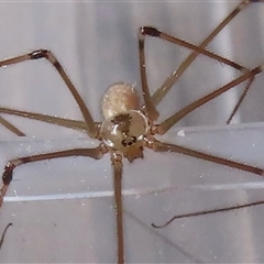 Pholcus phalangioides (Daddy-long-legs spider) at Narrabundah, ACT - 18 Sep 2025 by RobParnell