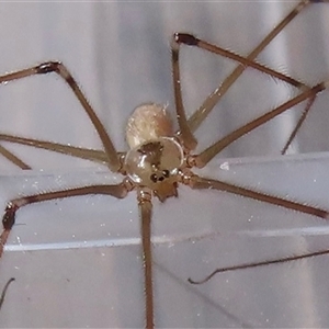 Pholcus phalangioides (Daddy-long-legs spider) at Narrabundah, ACT - 18 Sep 2025 by RobParnell
