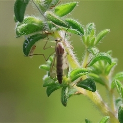 Chironomidae (family) (Non-biting Midge) at Wodonga, VIC - 26 Sep 2025 by KylieWaldon
