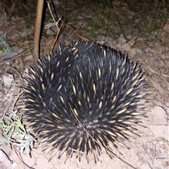 Tachyglossus aculeatus (Short-beaked Echidna) at Wirlinga, NSW - 26 Sep 2025 by RobCook