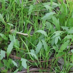 Unverified Daisy at Wodonga, VIC - 26 Sep 2025 by KylieWaldon