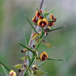 Daviesia genistifolia (Broom Bitter Pea) at Wodonga, VIC - 26 Sep 2025 by KylieWaldon