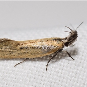 Thema protogramma (A concealer moth) at Jerrabomberra, NSW - 26 Sep 2025 by DianneClarke