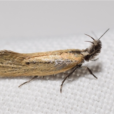 Thema protogramma (A concealer moth) at Jerrabomberra, NSW - 26 Sep 2025 by DianneClarke