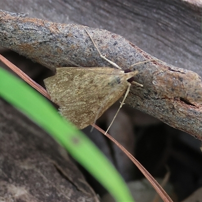 Achyra (genus) (Unidentified Achyra) at Wodonga, VIC - 26 Sep 2025 by KylieWaldon
