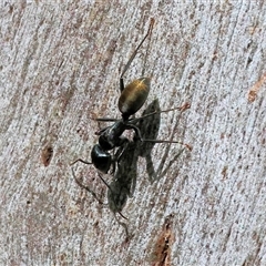 Camponotus aeneopilosus (A Golden-tailed sugar ant) at Wodonga, VIC - 26 Sep 2025 by KylieWaldon