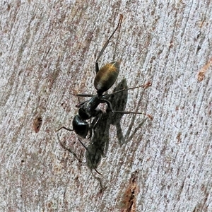 Camponotus aeneopilosus (A Golden-tailed sugar ant) at Wodonga, VIC - 26 Sep 2025 by KylieWaldon