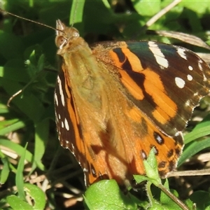 Vanessa kershawi (Australian Painted Lady) at Araluen, NSW - 13 Sep 2025 by RobParnell