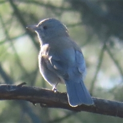 Colluricincla harmonica (Grey Shrikethrush) at Araluen, NSW - 13 Sep 2025 by RobParnell