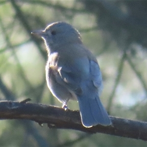 Colluricincla harmonica (Grey Shrikethrush) at Araluen, NSW - 13 Sep 2025 by RobParnell