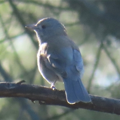 Colluricincla harmonica (Grey Shrikethrush) at Araluen, NSW - 13 Sep 2025 by RobParnell