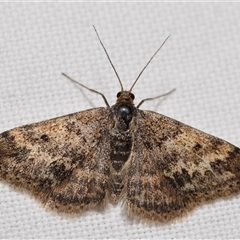 Scopula rubraria (Reddish Wave, Plantain Moth) at Jerrabomberra, NSW - 26 Sep 2025 by DianneClarke